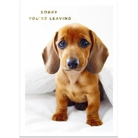 Hallmark Colossal Farewell Greeting Card Cute Dog  Pack of 3 40046983
