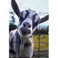 Hallmark Shoebox Birthday Card Goat You Pack of 6 40050054