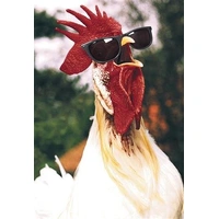 Hallmark Shoebox Birthday Card Cluckin' Awesome Pack of 6 40050062