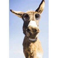 Hallmark Shoebox Birthday Card Funny Donkey Pack of 6 40052480