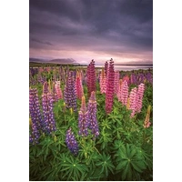 Hallmark Megan Maloney Photographic Card Blank Field of Lupins, Tekapo NZ Pack of 6 40054235
