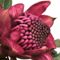 Hallmark x Donna Delaney Gallery Blank Greeting Card Waratah Pack of 6 40055821