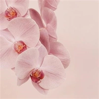 Hallmark x Donna Delaney Gallery Blank Greeting Card Jennifer Pack of 6 40055823