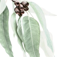 Hallmark x Donna Delaney Gallery Blank Greeting Card Home Among The Gum Trees Pack of 6 40055824