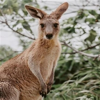 Hallmark x Donna Delaney Gallery Blank Greeting Card Jett The Joey Pack of 6 40055833