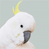 Hallmark x Donna Delaney Gallery Blank Greeting Card Freddy Pack of 6 40055834