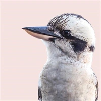 Hallmark x Donna Delaney Gallery Blank Greeting Card Kookaburra Pack of 6 40055836