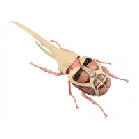 Fujimi Attack on Titan Ver. Hercules Beetle Colossus Titan [FI No.262] Plastic Model Kit